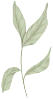 Greenery Leaves clipart color pencil style png