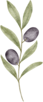 Watercolor olive leaves clipart illustration png