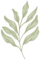 vegetação folhas clipart cor lápis estilo png