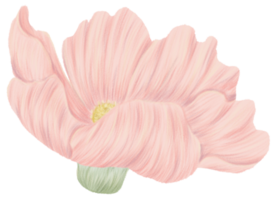 Kosmos Blume Clip Art Farbstift Stil png