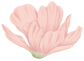 Cosmos flower clipart colorpencil style png