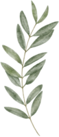 acuarela aceituna hojas clipart ilustración png