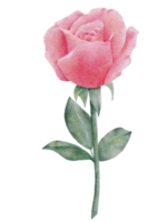 watercolor rose clipart illustration png