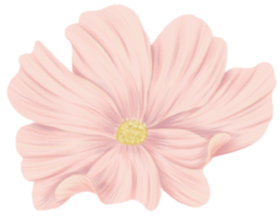 Cosmos flower clipart colorpencil style png