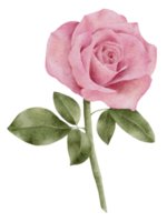 aquarelle rose clipart png