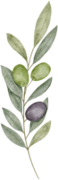 Watercolor olive leaves clipart illustration png