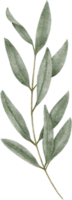 acuarela aceituna hojas clipart ilustración png