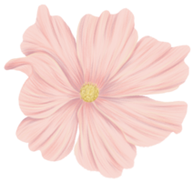 Cosmos flower clipart colorpencil style png