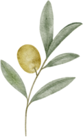 Watercolor olive leaves clipart illustration png