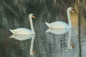 dos cisnes son nadando en el agua juntos foto