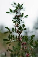 salvaje planta con rojo semillas alrededor él. foto