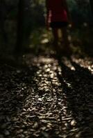 Figure of a person backlit walking through the forest in the morning. photo