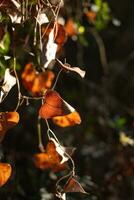 Leaves of wild forest plants that change color as a sign of entering autumn. photo