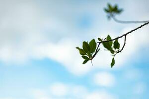 Branch hanging from a tree, with a beautiful sky in the background. photo