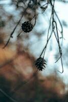 Seeds hanging from the branches of a tree with a beautiful sky in the background. photo