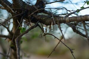 Sap gushing from tree branches in the forest. photo