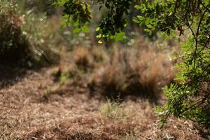 Natural frame of plants surrounding a landscape. photo