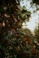 hojas de salvaje bosque plantas ese cambio color como un firmar de entrando otoño. foto