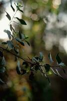 Bush branches with blurred background of plants and variety of colors. photo