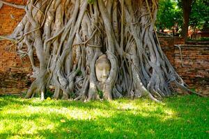 Ayutthaya, Thailand, 11 September 2020 Buddah head statue in the tree root, the famous place in Ayutthaya Thailand,signature place of Wat Mahathat photo