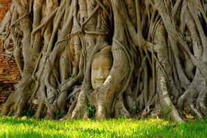 Ayutthaya, Thailand, 11 September 2020 Buddah head statue in the tree root, the famous place in Ayutthaya Thailand,signature place of Wat Mahathat photo