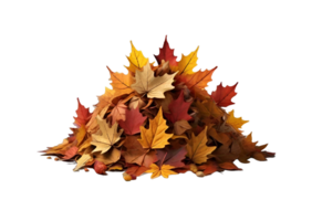 Pile of autumn maple tree leaf in png. AI Generative png