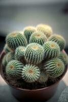 close up group of beautiful cactus in little pot photo