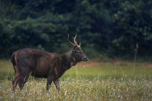 masculino sambar ciervo en Khao yai nacional parque Tailandia foto