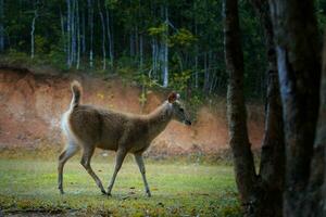 joven sambar ciervo en Khao yai nacional parque Tailandia foto