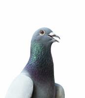 headshot of homing pigeon on white photo