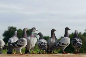 group of speed racing pigeon standing on roof photo