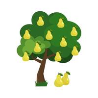 Vector illustration of a pear tree in flat style on a white background. Pear.