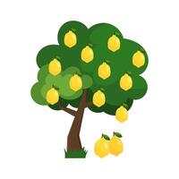 Vector illustration of a lemon tree in flat style on a white background. Lemon, citrus.