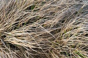 Close up view at the surface of natural reed. photo