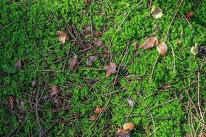 Detailed close up view on a forest ground texture with moss and branches photo