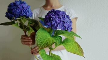 magnifique épanouissement bleu hortensia arborescens ou lisse hortensia. femme fleuriste décore fleurs à maison. fabrication magnifique fleur bouquet video