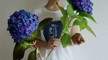 geweldig bloeiend blauw hortensia boomgaarden of glad hortensia. vrouw bloemist siert bloemen Bij huis. maken mooi bloem boeket video