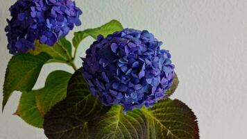 mujer riego hortensia a hogar. azul índigo rosado púrpura hortensia, hortensia de cerca macro gotas. floral antecedentes. alto calidad 4k imágenes video