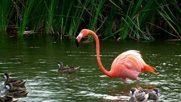 rood flamingo's wandelen in de omgeving van een eiland met palm bomen. flamingo's zijn een soorten van waden vogelstand in de phoenicopteridae familie. video