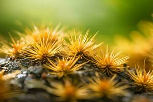 plant close up with greenery and dew drops background images wallpaper with Ai generated photo