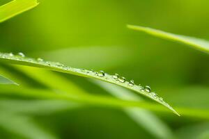 planta cerca arriba con verdor y Rocío gotas antecedentes imágenes fondo de pantalla con ai generado foto