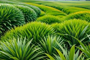 plant close up with greenery and dew drops background images wallpaper with Ai generated photo