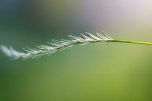 plant close up with greenery and dew drops background images wallpaper with Ai generated photo