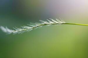 plant close up with greenery and dew drops background images wallpaper with Ai generated photo