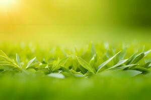 planta cerca arriba con verdor y Rocío gotas antecedentes imágenes fondo de pantalla con ai generado foto