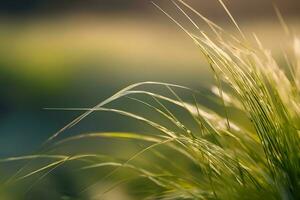 plant close up with greenery and dew drops background images wallpaper with Ai generated photo