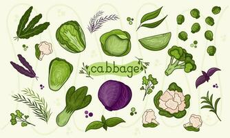 Set different Cabbage vector illustration. Design for kale day, healthy food, health day, recipes. Colorful cartoon assorted cabbage for cover, print, book decoration, postcard, stickers, web element