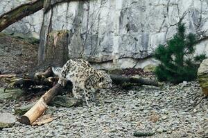 nieve leopardo descansando en naturaleza antecedentes foto