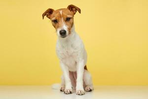 Jack russell terrier dog on yellow background. Funny pet photo