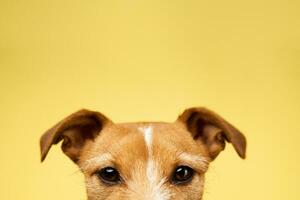 Curious interested dog looks into camera photo